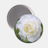 Rosa Iceberg:Round Magnet (Vorderseite/Rückseite)