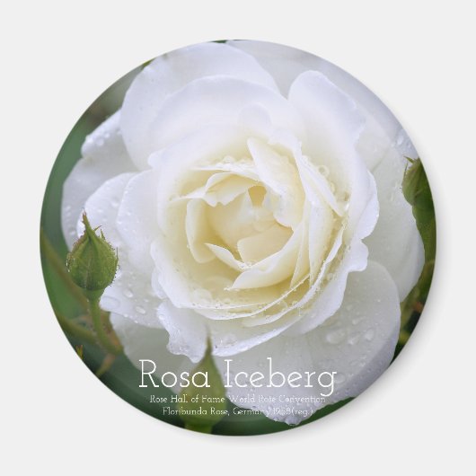 Rosa Iceberg:Round Magnet (Vorne)