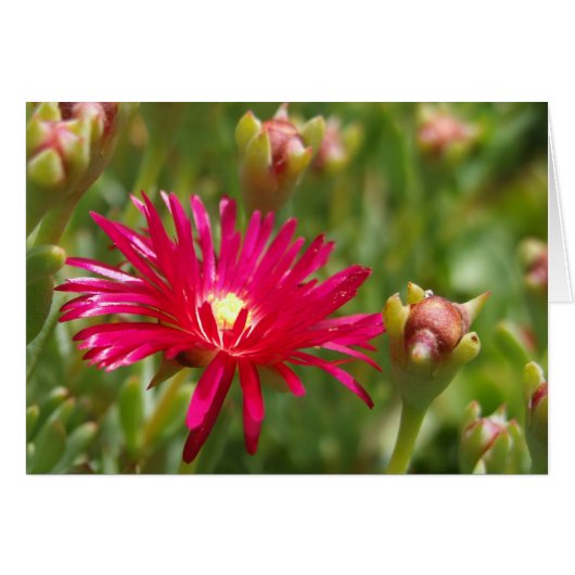 Rosa Iceplant-Blume (Vorderseite (Horizontal))