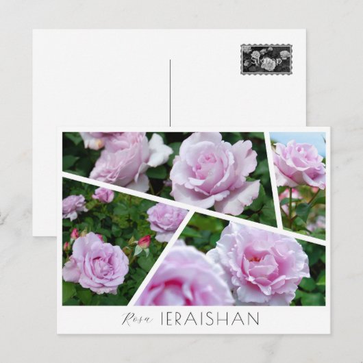 Rosa Ieraishan Postkarte (Vorne/Hinten)