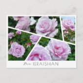 Rosa Ieraishan Postkarte (Vorderseite)