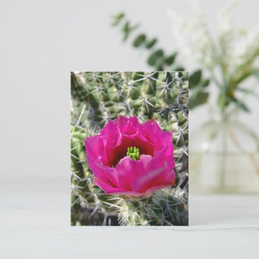 Rosa Igel Kaktus Blume Sammlung Postkarte (Stehend Vorderseite)