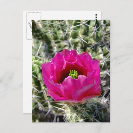 Rosa Igel Kaktus Blume Sammlung Postkarte (Vorne/Hinten)