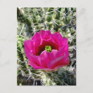 Rosa Igel Kaktus Blume Sammlung Postkarte