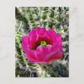 Rosa Igel Kaktus Blume Sammlung Postkarte (Vorderseite)