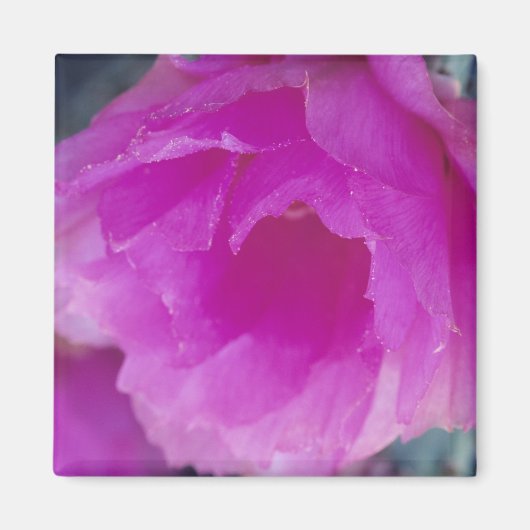 Rosa Igel Kaktus Blüte (Echinocereus Magnet (Vorne)