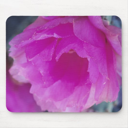 Rosa Igel Kaktusblüte (Echinocereus) Mousepad (Vorne)