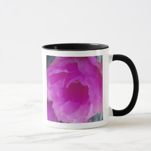 Rosa Igelkaktusblüte (Echinocereus Tasse
