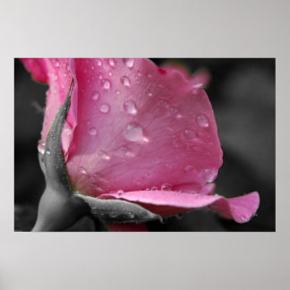 Rosa-II-Poster Poster