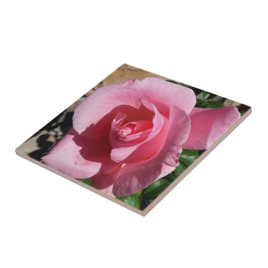 Rosa III Garten Blumen Fliese (Seite)