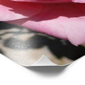 Rosa III Garten Blumen Fotodruck (Ecke)