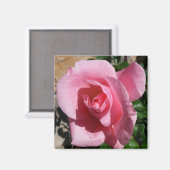 Rosa III Garten Blumen Magnet (Vorderseite/Rückseite)