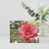 Rosa im Garten von Oma Postkarte (Stehend Vorderseite)
