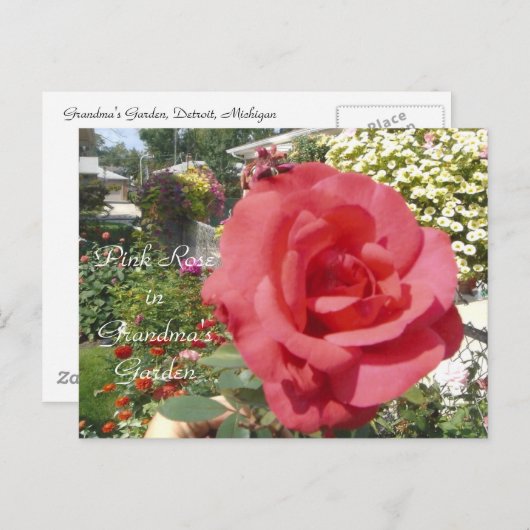 Rosa im Garten von Oma Postkarte (Vorne/Hinten)