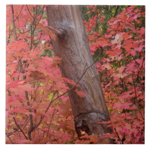 Rosa in Sedona Fliese