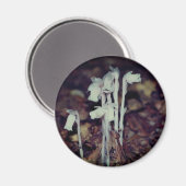 Rosa Indian Pipe Wildblumen Natur Magnet (Vorderseite/Rückseite)