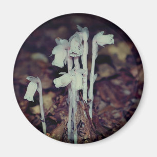 Rosa Indian Pipe Wildblumen Natur Magnet