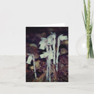 Rosa Indian Pipe Wildblumen Natur Notiz Karte