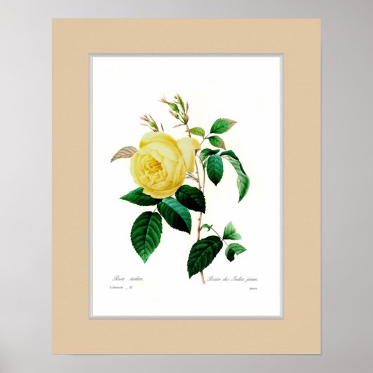 Rosa indica, benutzerdefinierte Grenze Poster (Vorne)