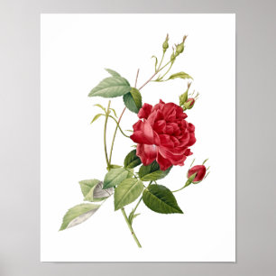 Rosa indica Cruenta Redoute Poster