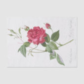 Rosa indica cruneta seidenpapier (Vorderseite)