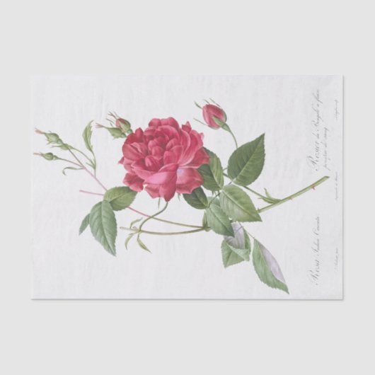 Rosa indica cruneta seidenpapier (Vorderseite)