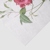 Rosa indica cruneta seidenpapier (Ausschnitt)