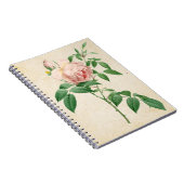 Rosa indica dugrans botanische Abbildung Notizblock (Rechte Seite)