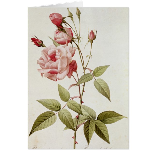 Rosa-Indica gemeines, von 'Les Rosen (Vorne)