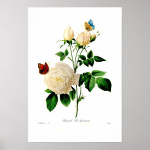 Rosa indica poster