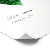 Rosa indica poster (Ecke)