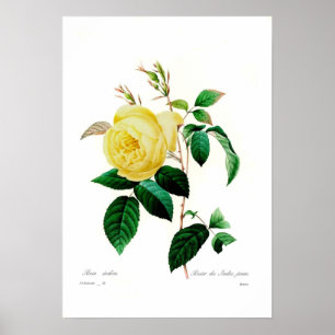 Rosa Indica Poster