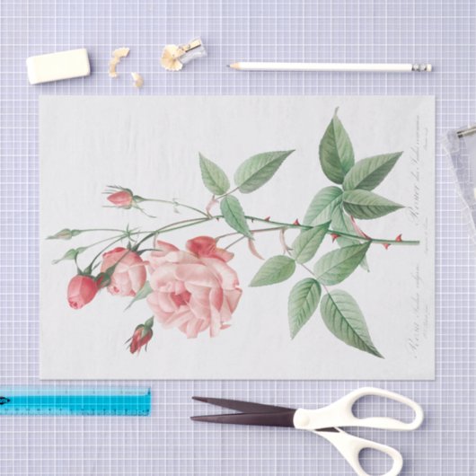 Rosa Indica Vulgaris Seidenpapier (Handwerk)