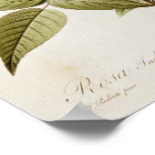 Rosa Indica Vulgaris, von 'Les Rose Poster (Ecke)