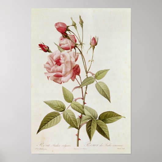Rosa Indica Vulgaris, von 'Les Rose Poster (Vorne)
