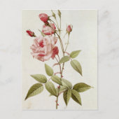 Rosa Indica Vulgaris, von 'Les Rose Postkarte (Vorderseite)