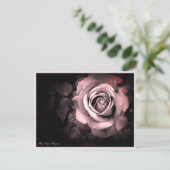 Rosa Ingrid Bergman:Postcard Postkarte (Stehend Vorderseite)