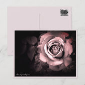 Rosa Ingrid Bergman:Postcard Postkarte (Vorne/Hinten)