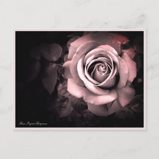Rosa Ingrid Bergman:Postcard Postkarte (Vorderseite)