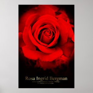 Rosa Ingrid Bergman:Poster Poster
