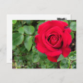 Rosa Ingrid Bergman Postkarte (Vorne/Hinten)