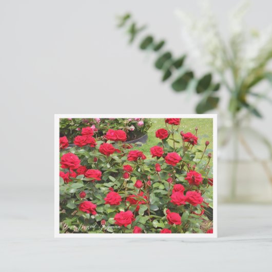 Rosa Ingrid Bergman Postkarte (Stehend Vorderseite)