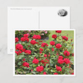 Rosa Ingrid Bergman Postkarte (Vorne/Hinten)