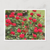 Rosa Ingrid Bergman Postkarte (Vorderseite)