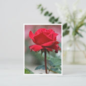 Rosa Ingrid Bergman Postkarte (Stehend Vorderseite)