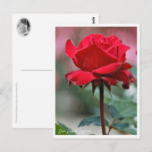 Rosa Ingrid Bergman Postkarte (Vorne/Hinten)