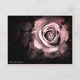 Rosa Ingrid Bergman:Postkarte Postkarte