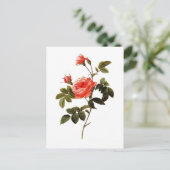 Rosa intermis postkarte (Stehend Vorderseite)