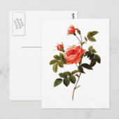 Rosa intermis postkarte (Vorne/Hinten)
