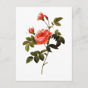 Rosa intermis postkarte